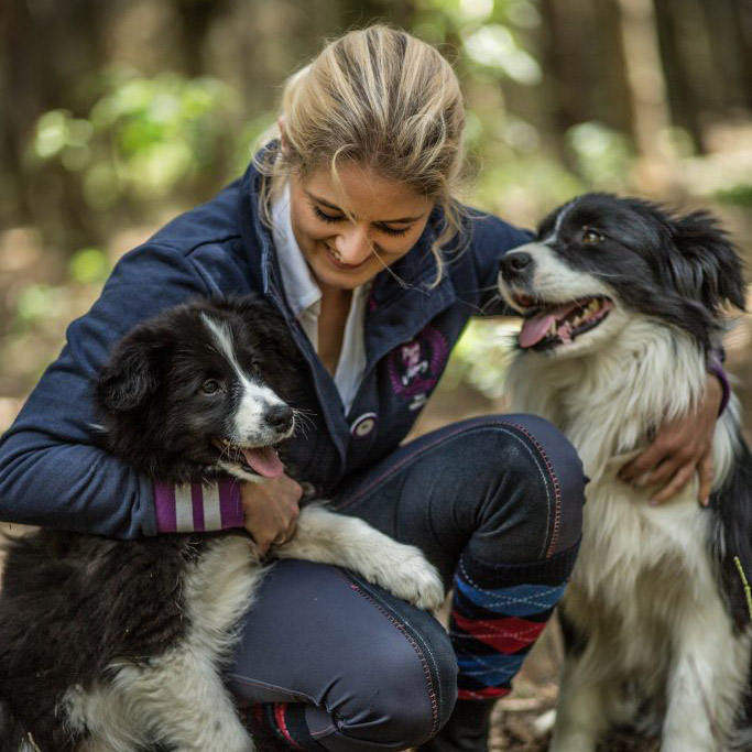 hodowla psów border collie sejder farm