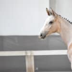 andalusia_sf_sejder_farm_hodowla_koni_0003